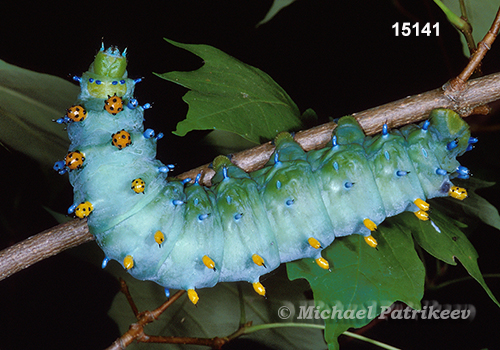 Hyalophora cecropia